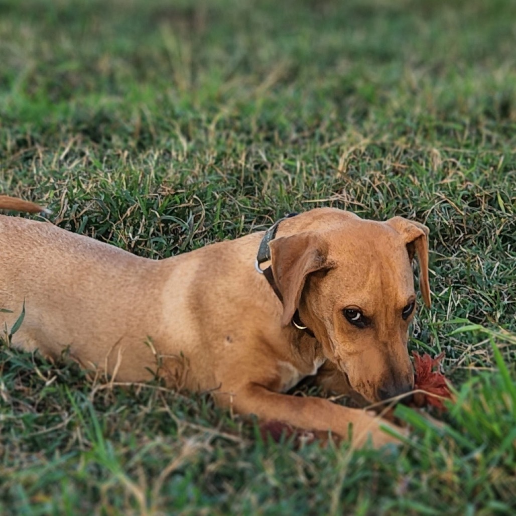 Miso, an adoptable Hound, Mixed Breed in Kilauea, HI, 96754 | Photo Image 5
