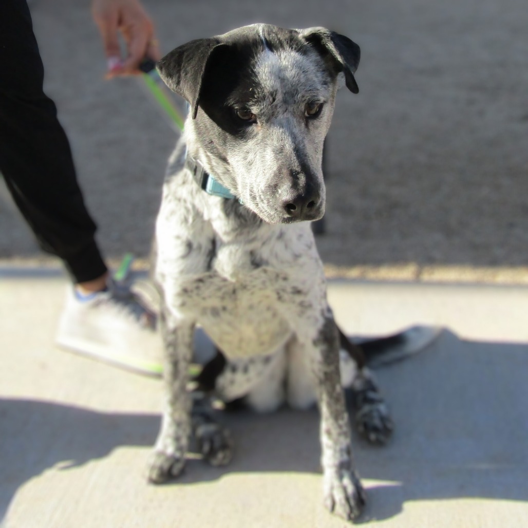 Kesha, an adoptable Mixed Breed in Las Cruces, NM, 88012 | Photo Image 1