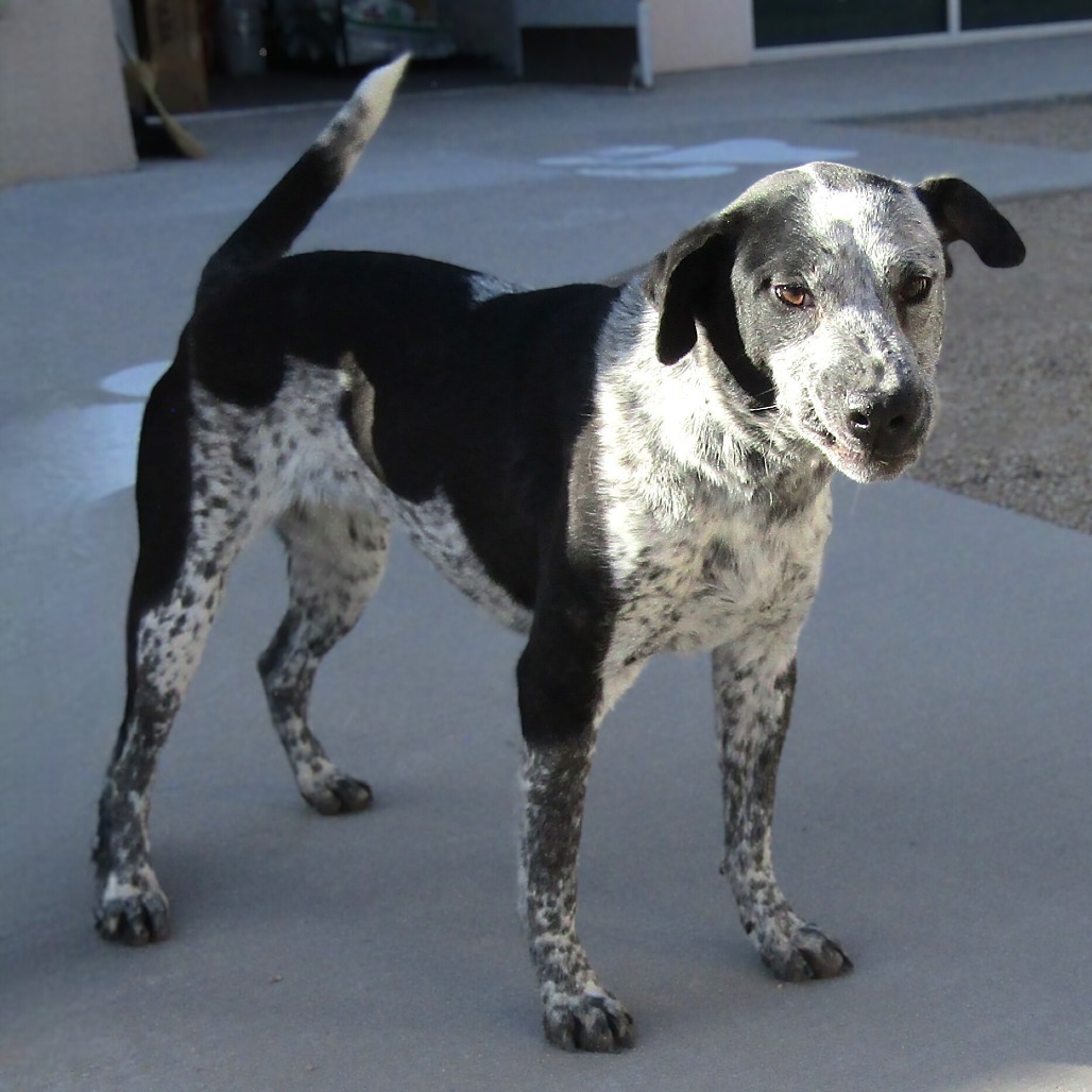 Kesha, an adoptable Mixed Breed in Las Cruces, NM, 88012 | Photo Image 1