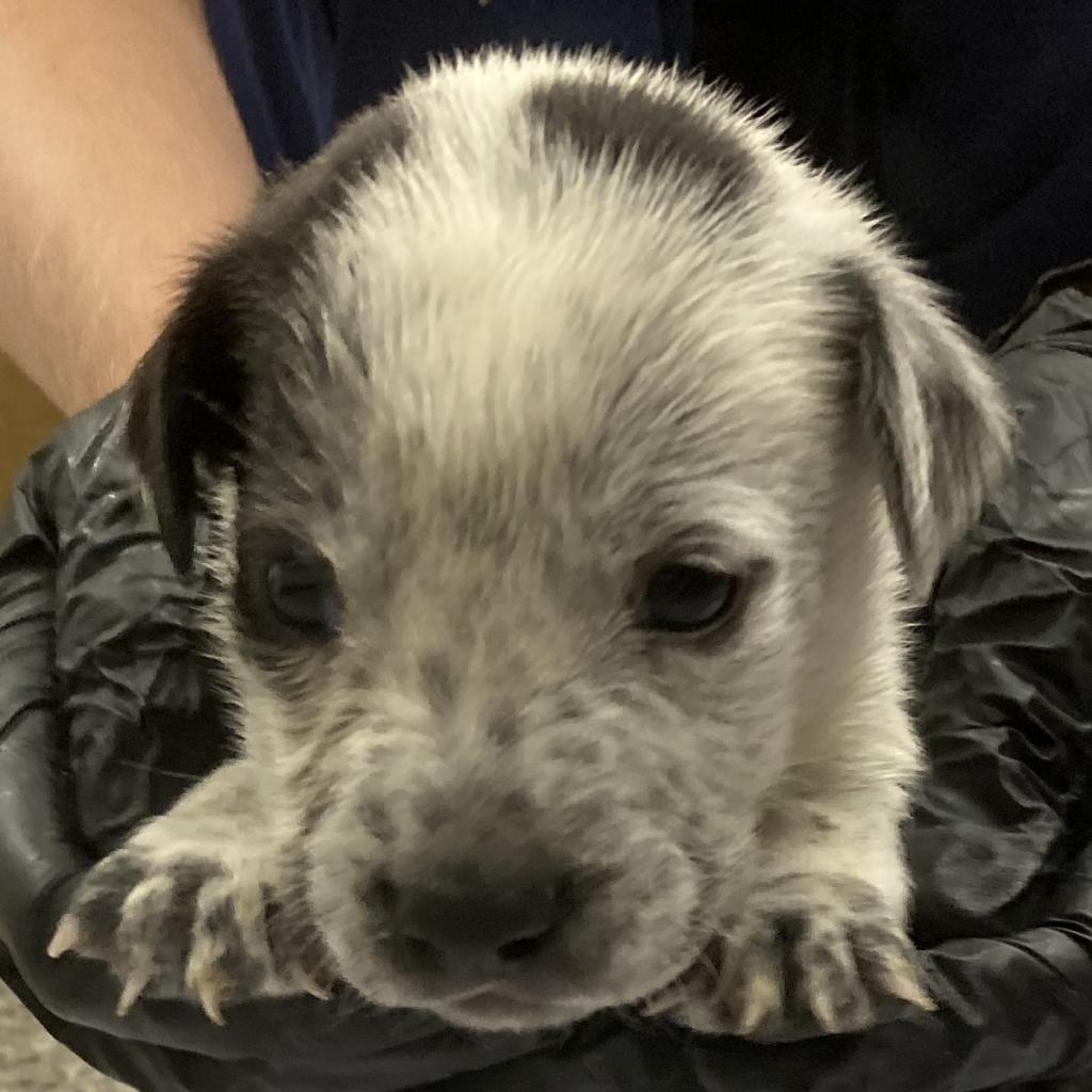 Kesha, an adoptable Mixed Breed in Las Cruces, NM, 88012 | Photo Image 2