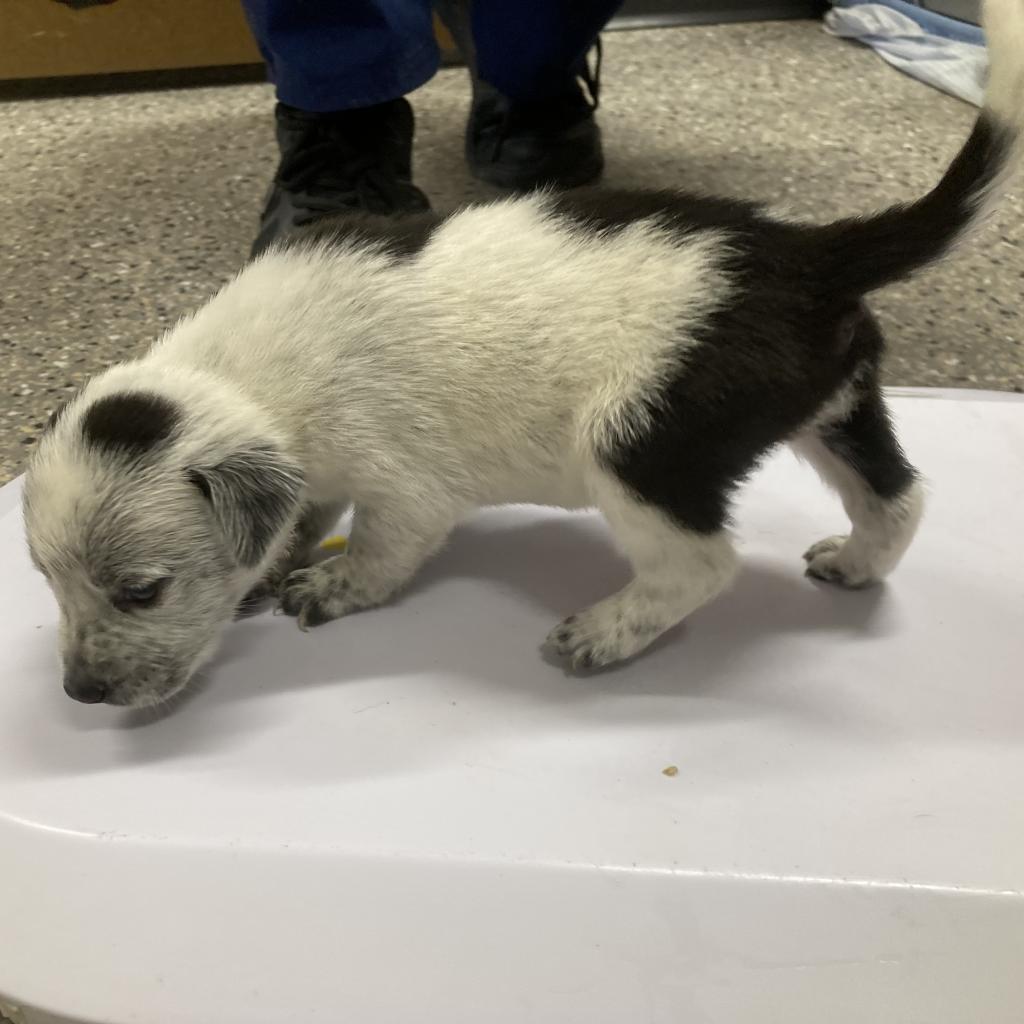 Kesha, an adoptable Mixed Breed in Las Cruces, NM, 88012 | Photo Image 3