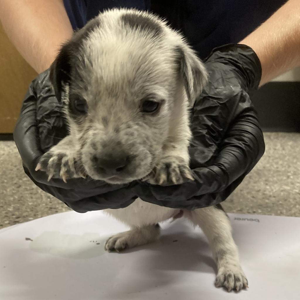 Kesha, an adoptable Mixed Breed in Las Cruces, NM, 88012 | Photo Image 4