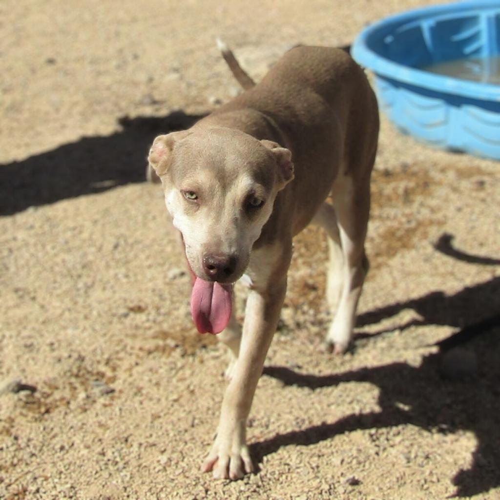 Brooke, an adoptable Mixed Breed in Las Cruces, NM, 88012 | Photo Image 1