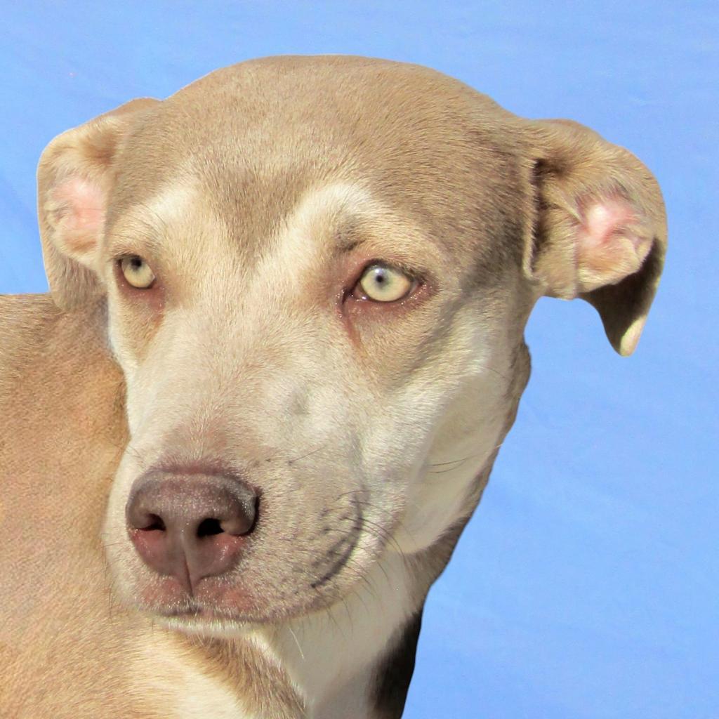 Brooke, an adoptable Mixed Breed in Las Cruces, NM, 88012 | Photo Image 2