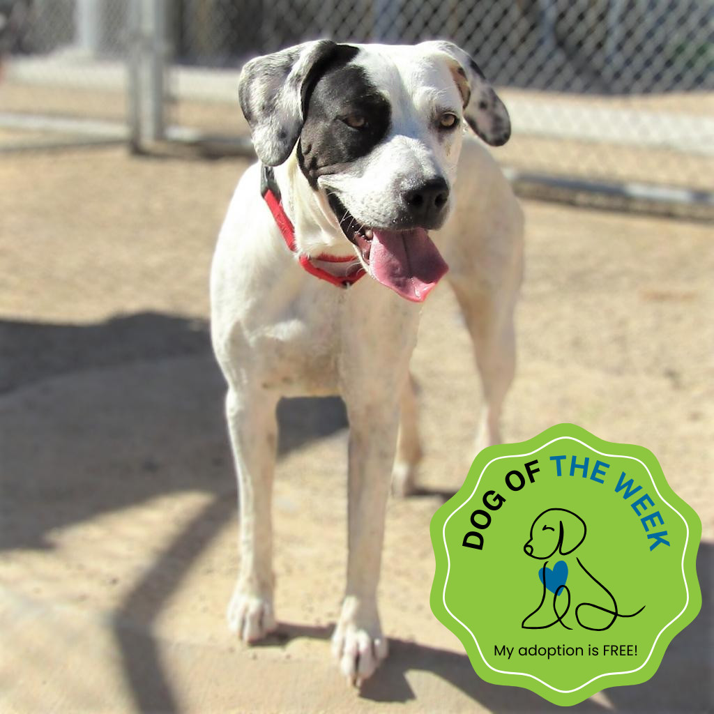 Oreo, an adoptable Mixed Breed in Las Cruces, NM, 88012 | Photo Image 1