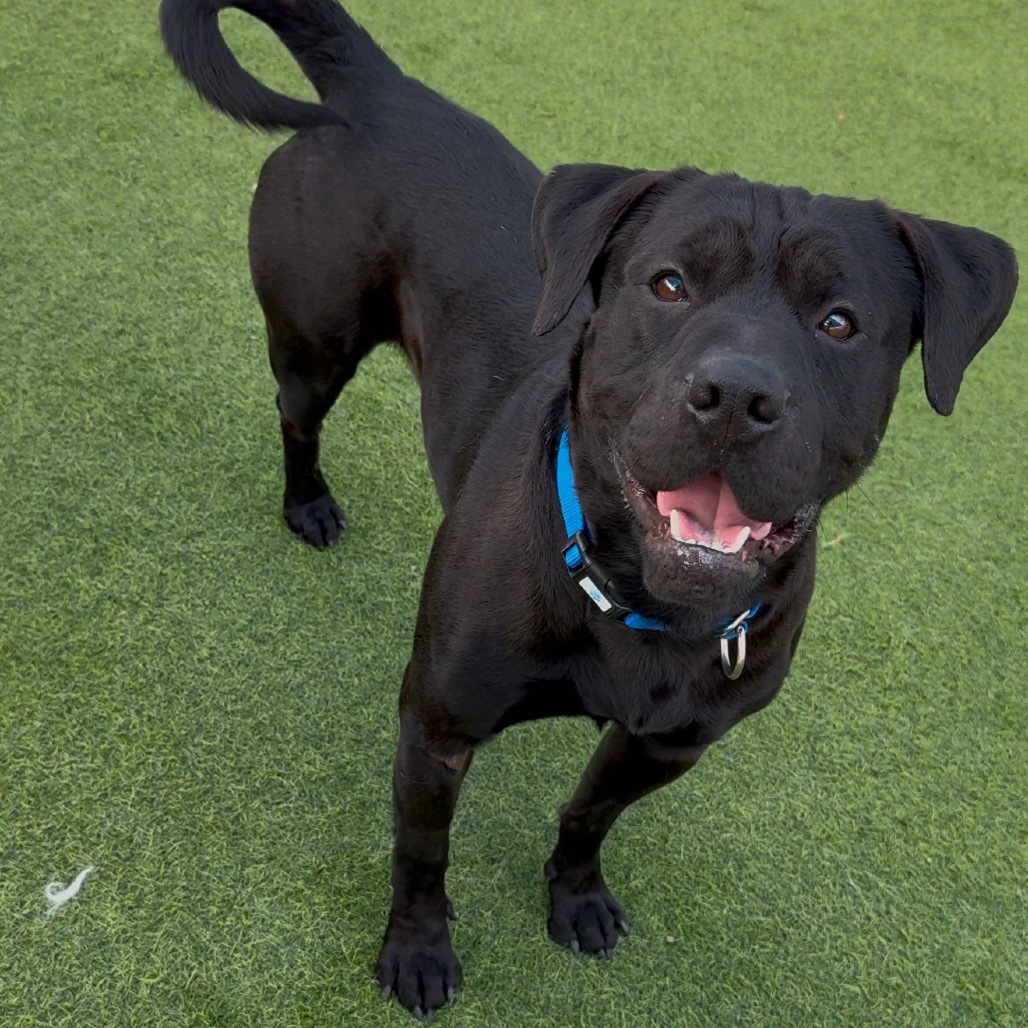 GINO-A2173452