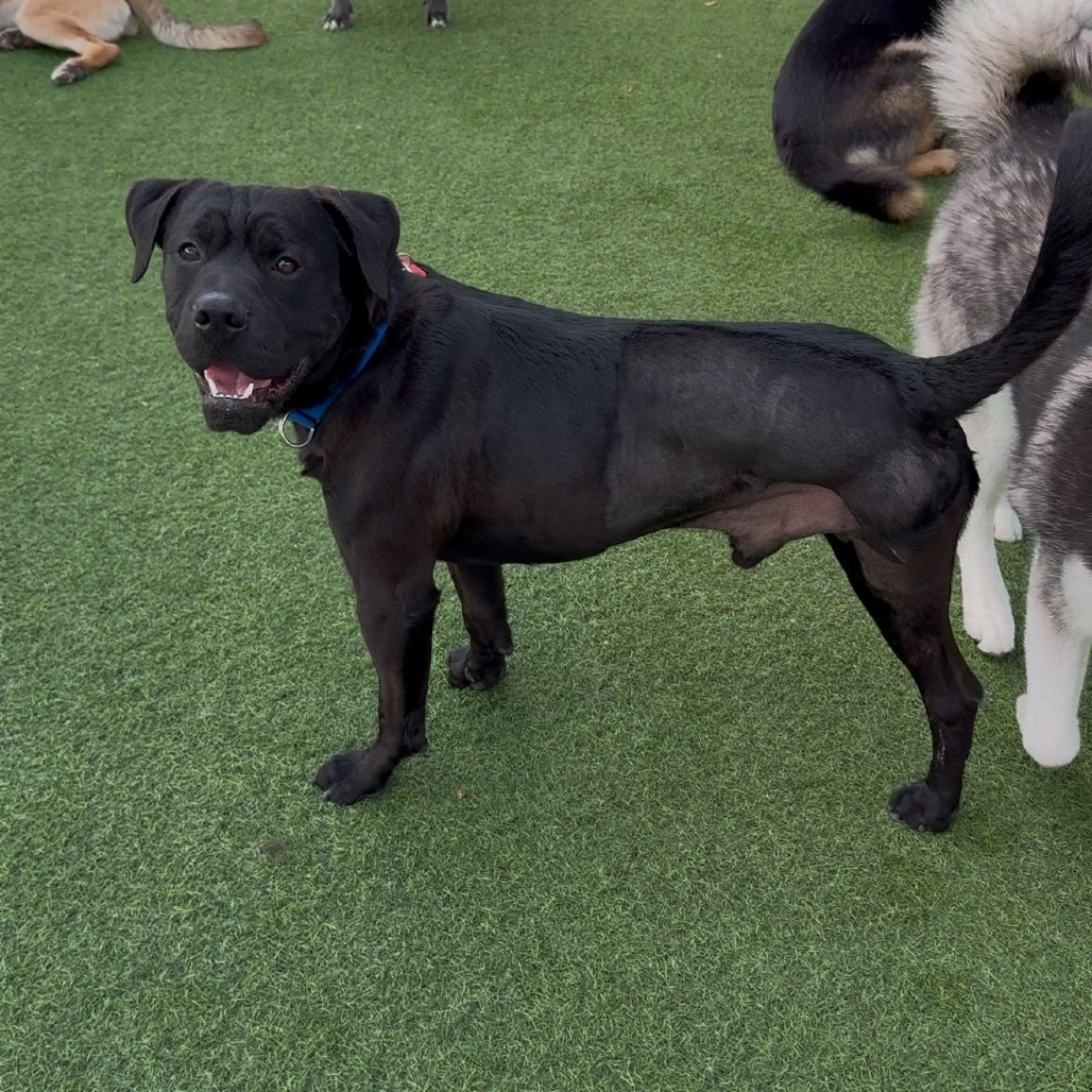 GINO-A2173452