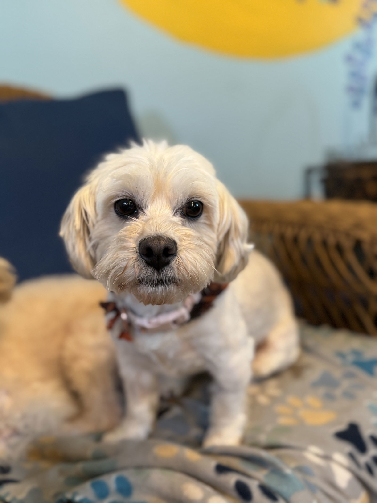 Willow Nov 24 Bonded With Sadie Nov 24, an adoptable Pekingese, Poodle in Pacolet, SC, 29372 | Photo Image 1