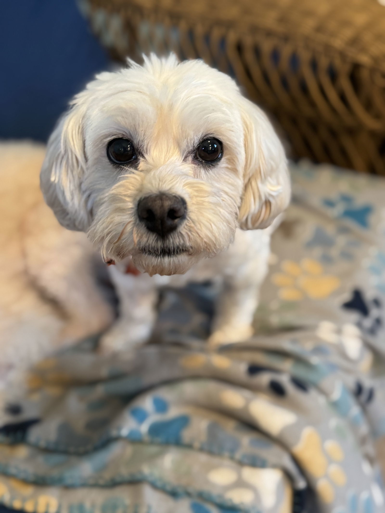 Willow Nov 24 Bonded With Sadie Nov 24, an adoptable Pekingese, Poodle in Pacolet, SC, 29372 | Photo Image 2