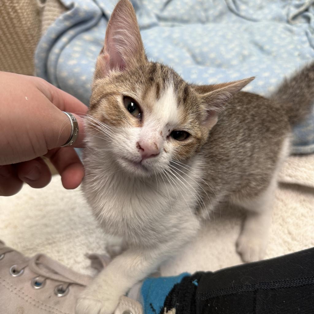 Abby w/ Alex - Loving & Playful Kitty!