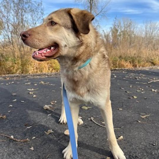 Crab Cakes, an adoptable Mixed Breed, Akbash in Salt Lake City, UT, 84106 | Photo Image 3