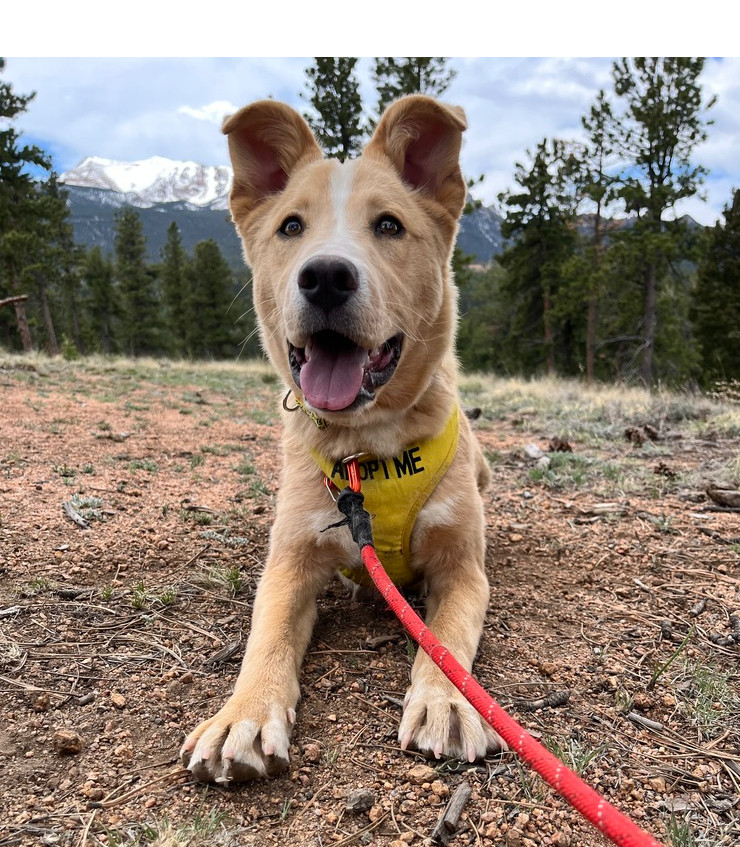 Mogli, an adoptable Labrador Retriever in Lafayette, CO, 80026 | Photo Image 1