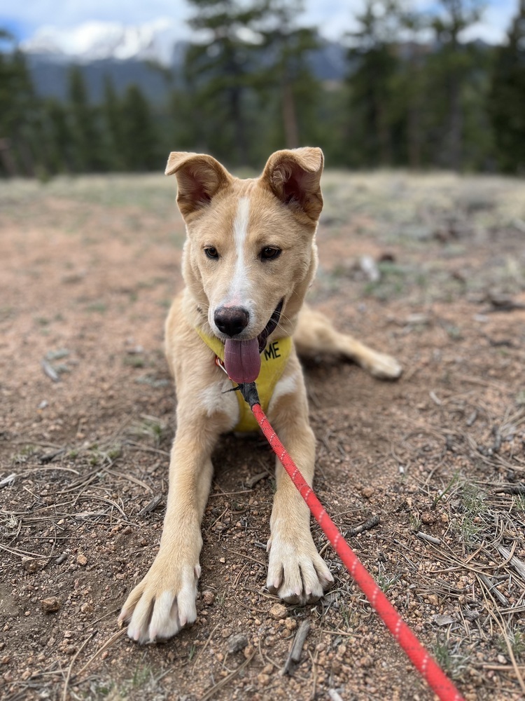 Mogli, an adoptable Labrador Retriever in Lafayette, CO, 80026 | Photo Image 2