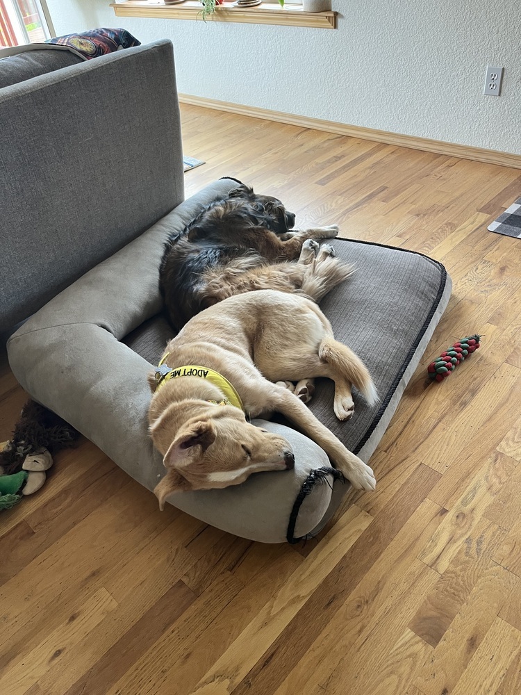 Mogli, an adoptable Labrador Retriever in Lafayette, CO, 80026 | Photo Image 3
