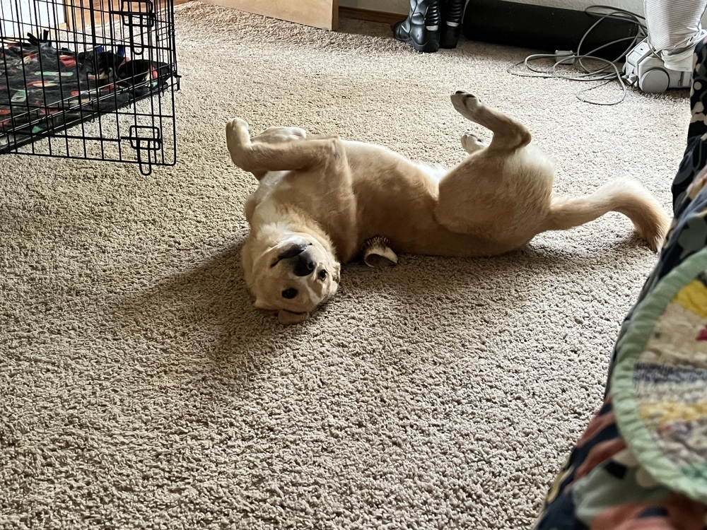 Mogli, an adoptable Labrador Retriever in Lafayette, CO, 80026 | Photo Image 4