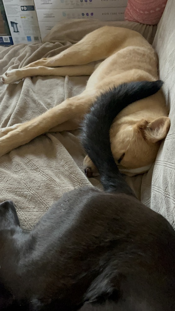 Mogli