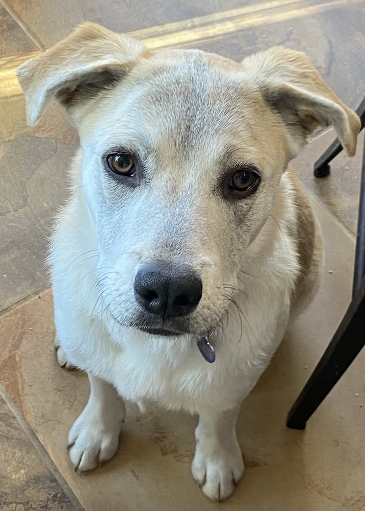 Armoni, an adoptable Labrador Retriever in Lafayette, CO, 80026 | Photo Image 1