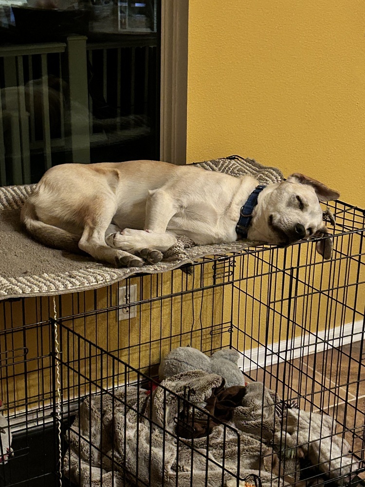 Armoni, an adoptable Labrador Retriever in Lafayette, CO, 80026 | Photo Image 3