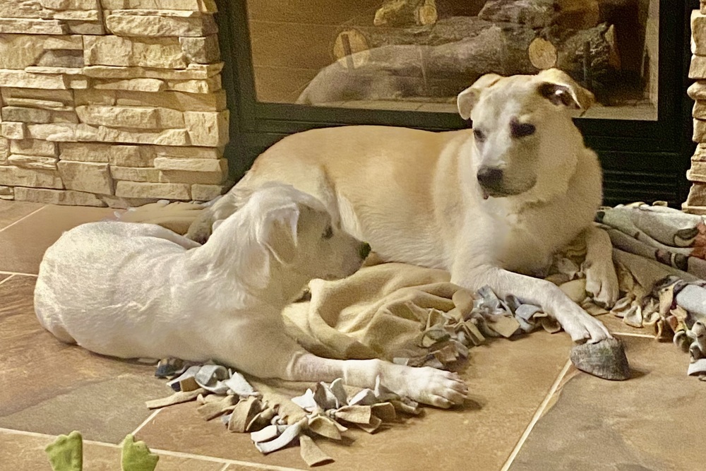 Armoni, an adoptable Labrador Retriever in Lafayette, CO, 80026 | Photo Image 4