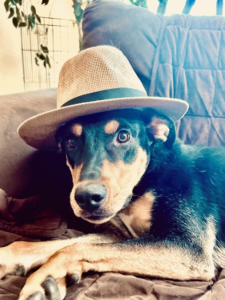 Finn