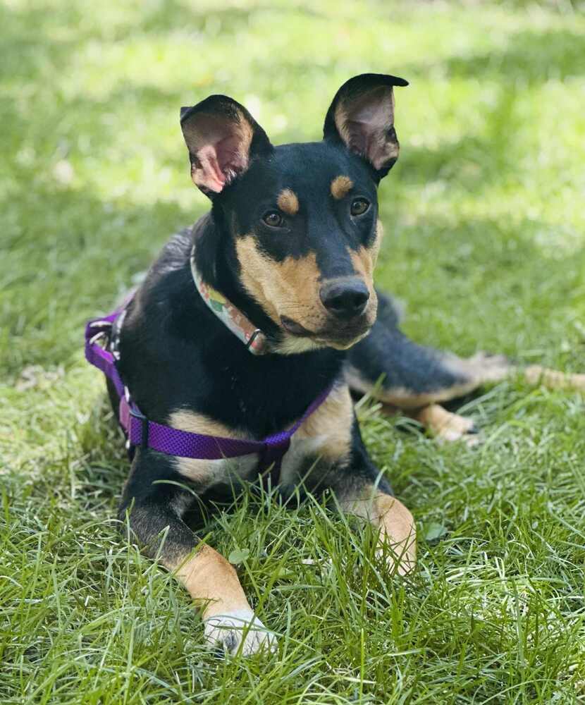Finn, an adoptable Shepherd in Lafayette, CO, 80026 | Photo Image 1