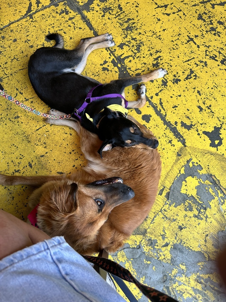 Finn, an adoptable Shepherd in Lafayette, CO, 80026 | Photo Image 2