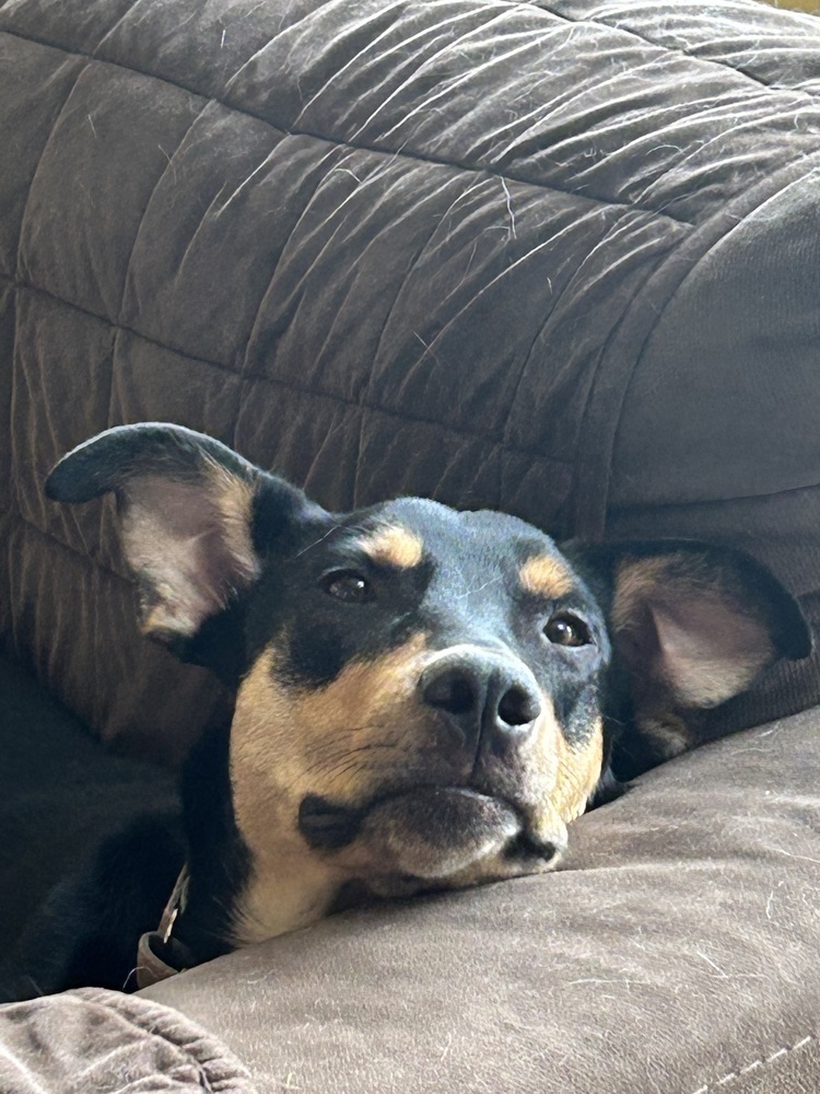 Finn, an adoptable Shepherd in Lafayette, CO, 80026 | Photo Image 6