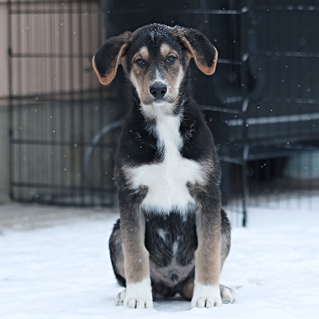 Dr Pepper, an adoptable Golden Retriever in Calgary, AB, T3C 1W4 | Photo Image 5