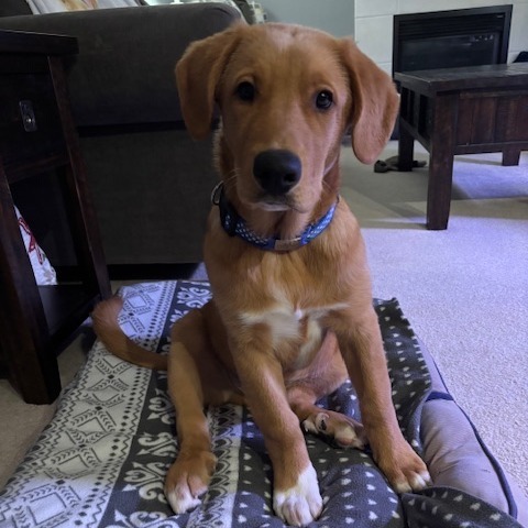 Crush, an adoptable Golden Retriever in Calgary, AB, T3C 1W4 | Photo Image 1