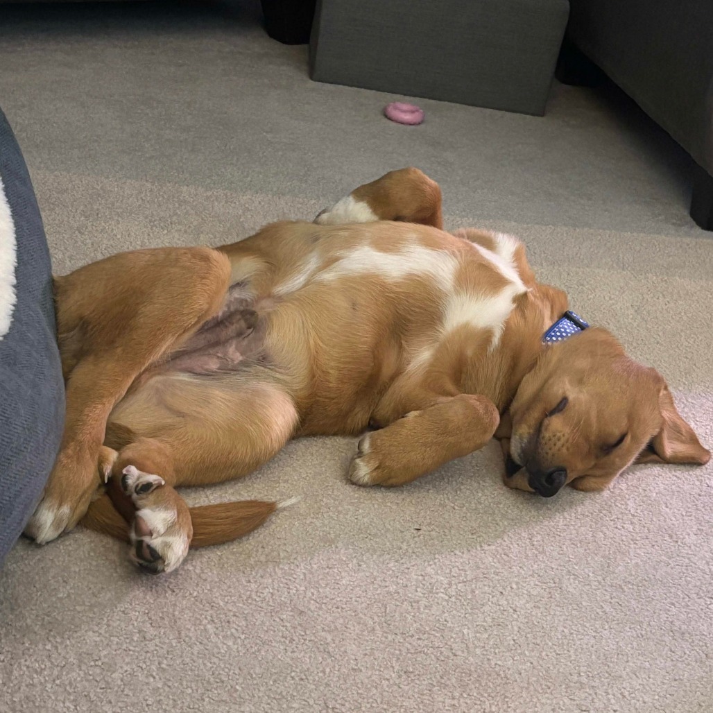 Crush, an adoptable Golden Retriever in Calgary, AB, T3C 1W4 | Photo Image 3