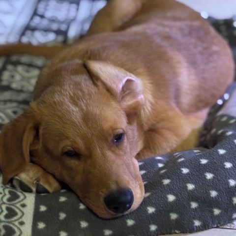 Crush, an adoptable Golden Retriever in Calgary, AB, T3C 1W4 | Photo Image 6