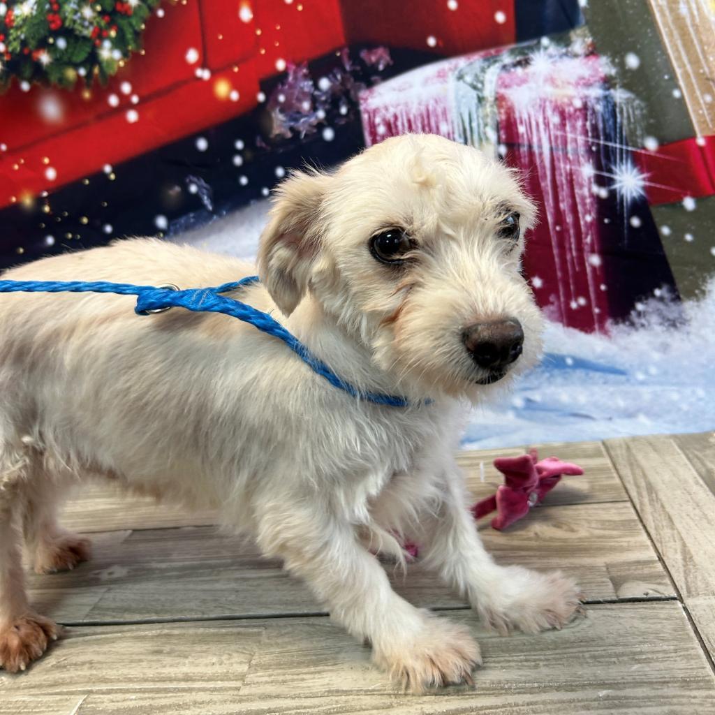 Elsie Lou, an adoptable Havanese in Normal, IL, 61761 | Photo Image 1