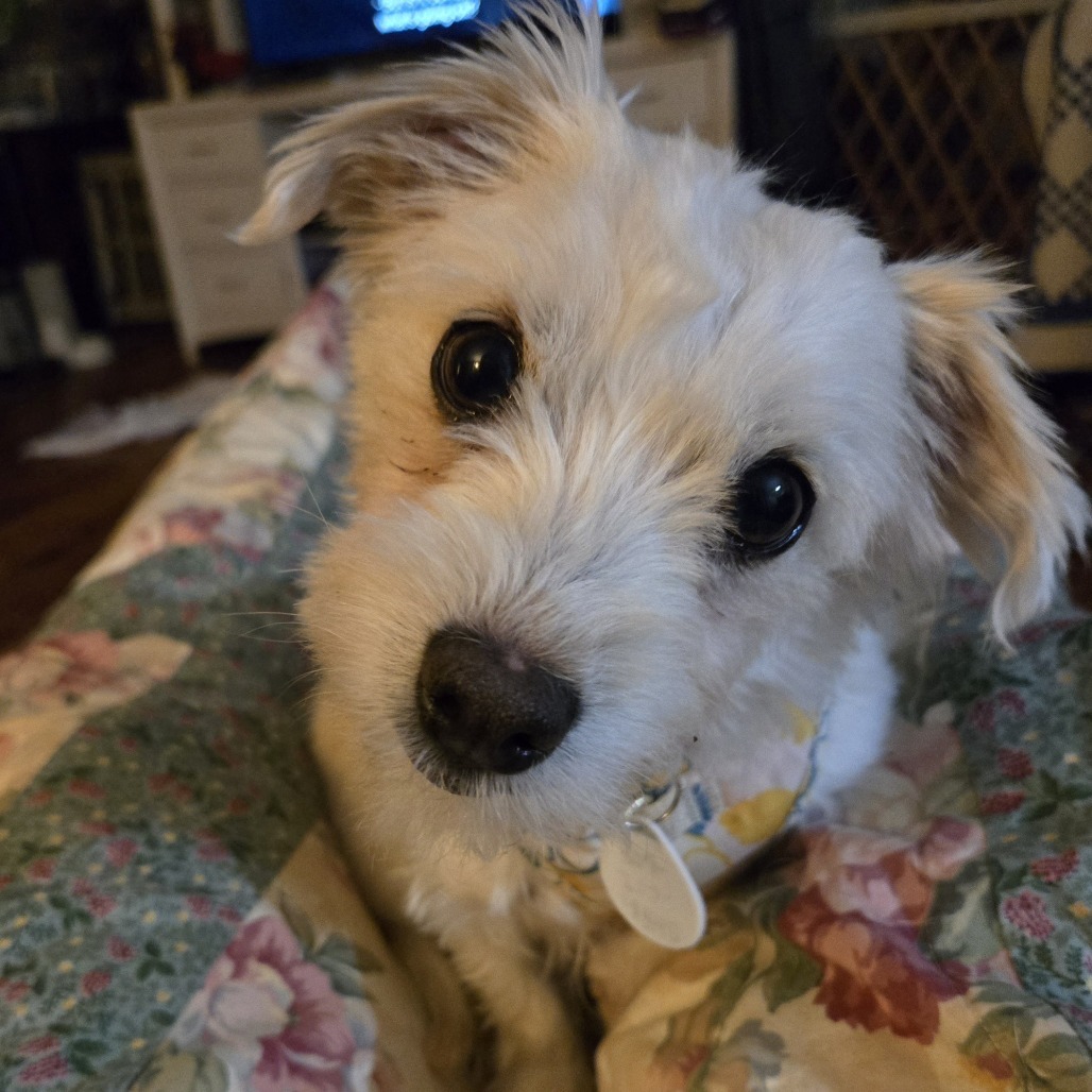 Elsie Lou, an adoptable Havanese in Normal, IL, 61761 | Photo Image 1