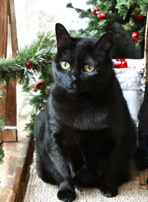 Missy is a charming and unique cat who knows exactly what she wants Her low-maintenance lifestyle 