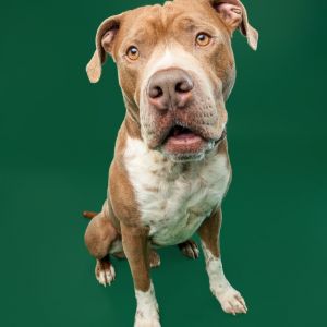 Bruno, Adult Male Boerboel