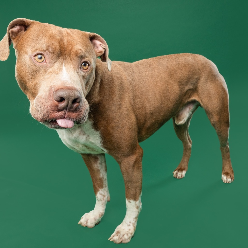 Bruno, an adoptable Boerboel, Boxer in York, PA, 17404 | Photo Image 4