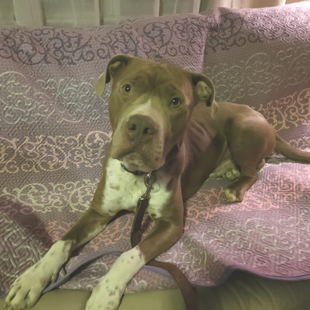 Bruno, an adoptable Boerboel, Boxer in York, PA, 17404 | Photo Image 2