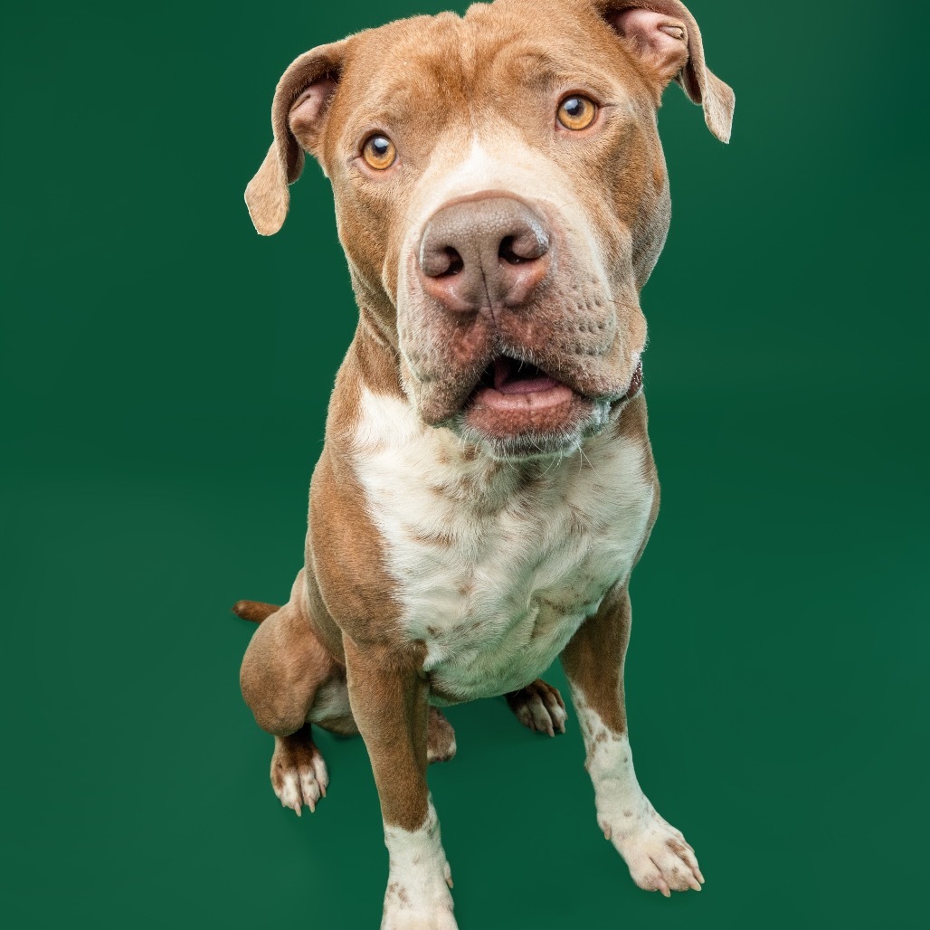 Bruno, an adoptable Boerboel, Boxer in York, PA, 17404 | Photo Image 6