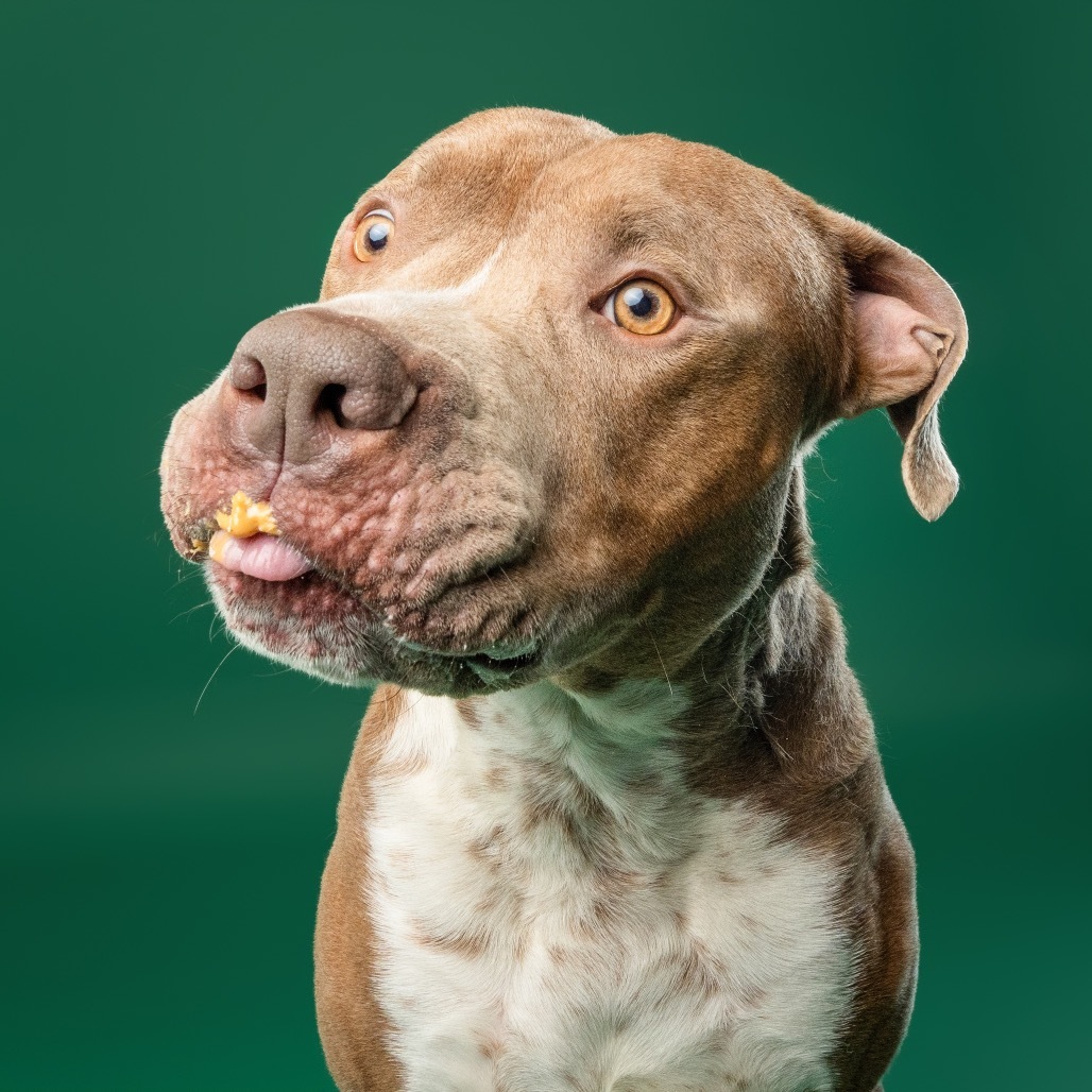 Bruno, an adoptable Boerboel, Boxer in York, PA, 17404 | Photo Image 7