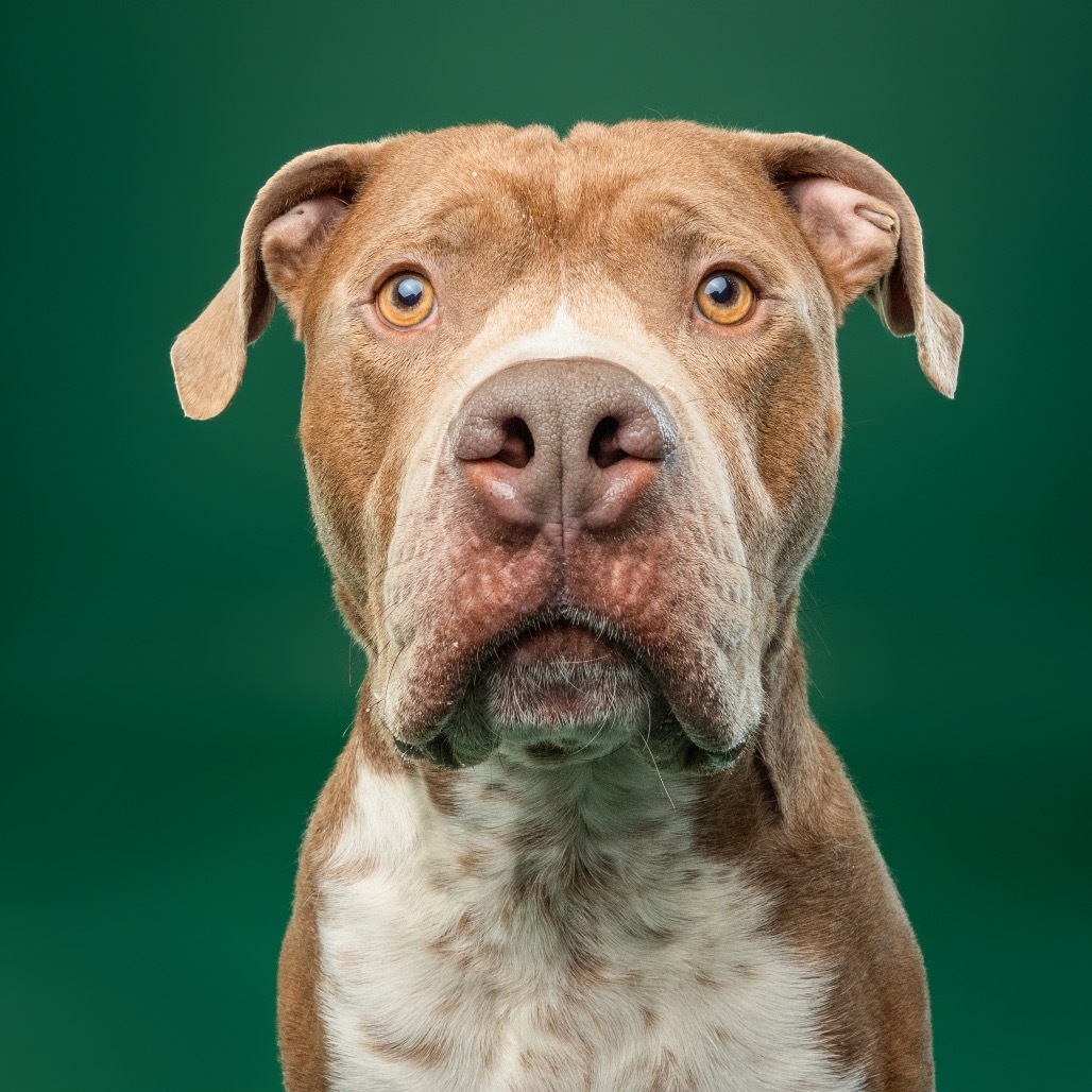 Bruno, an adoptable Boerboel, Boxer in York, PA, 17404 | Photo Image 8