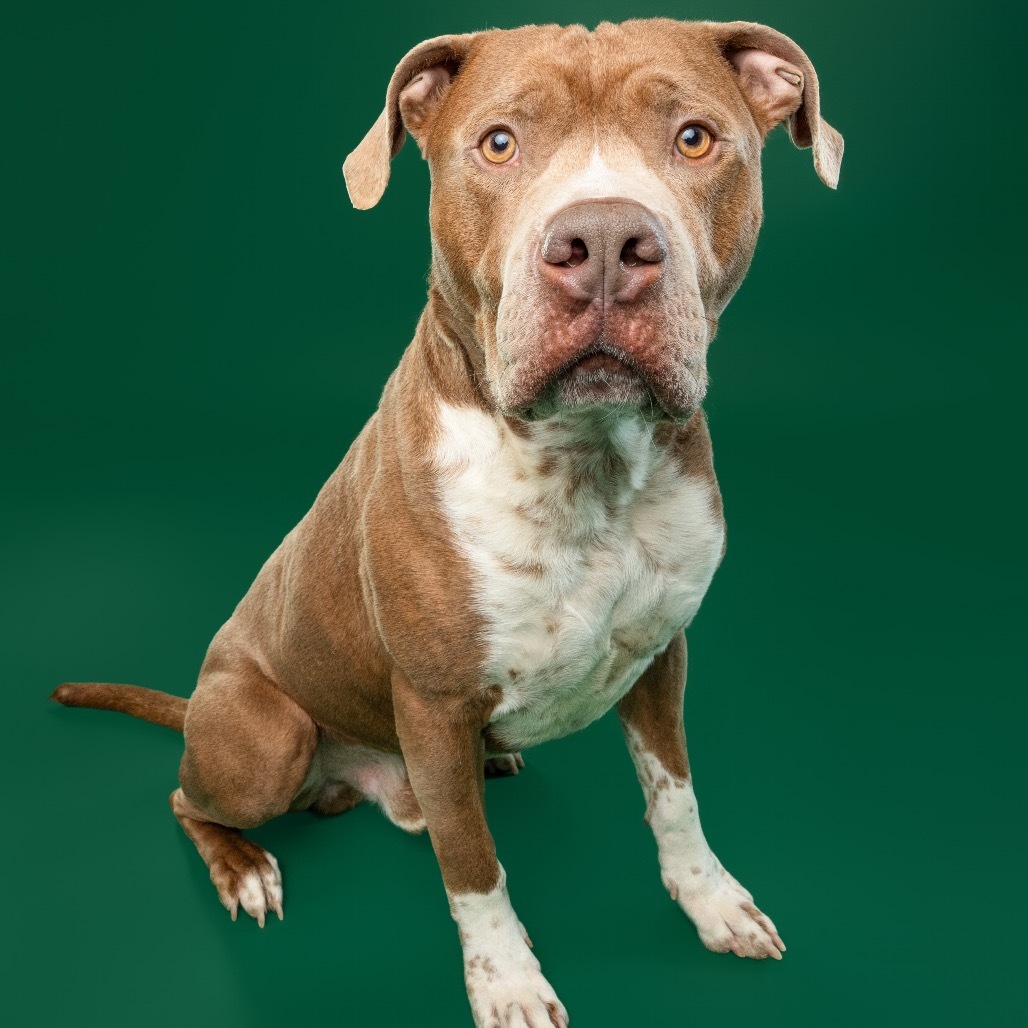Bruno, an adoptable Boerboel, Boxer in York, PA, 17404 | Photo Image 9