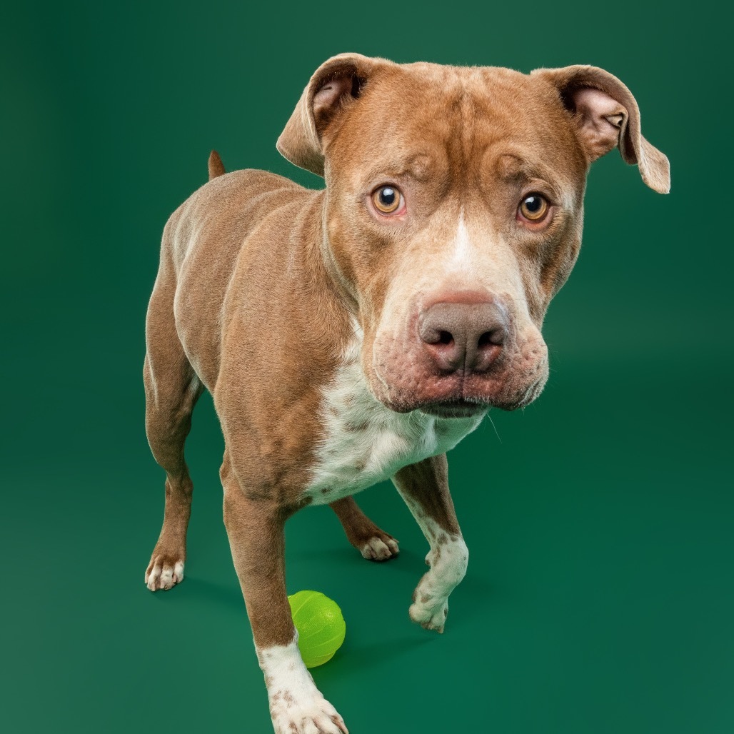 Bruno, an adoptable Boerboel, Boxer in York, PA, 17404 | Photo Image 6