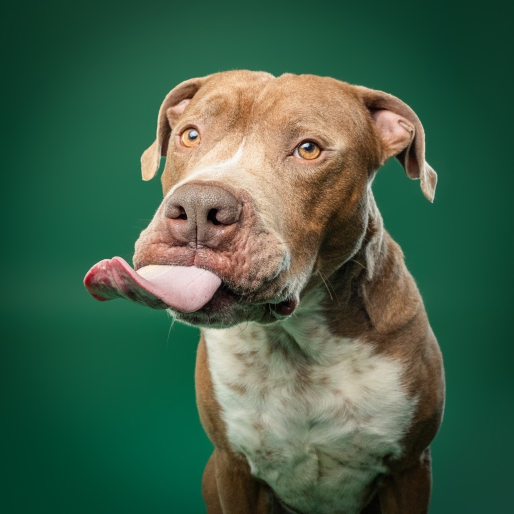 Bruno, an adoptable Boerboel, Boxer in York, PA, 17404 | Photo Image 10
