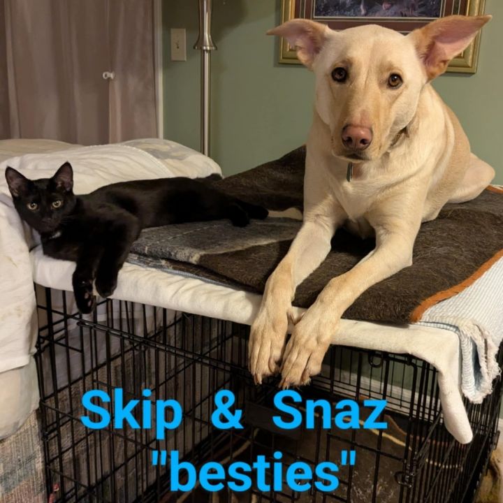 Skip 6