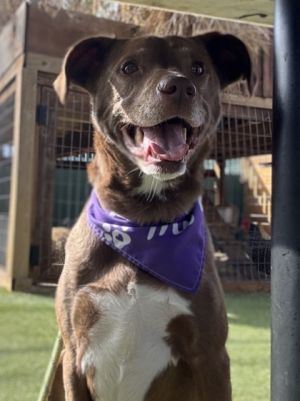 Layla, Senior Female unknown