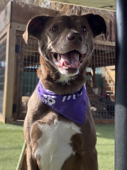 Layla
