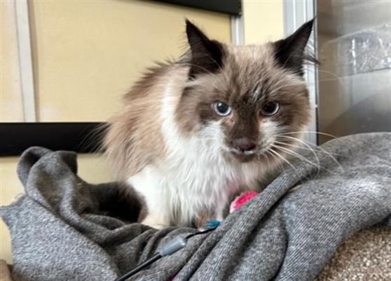 BLUE, an adoptable Ragdoll, Domestic Short Hair in Castaic, CA, 91384 | Photo Image 1