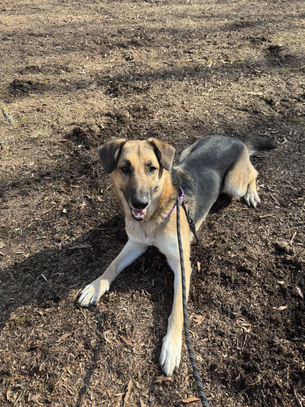 Cheyenne