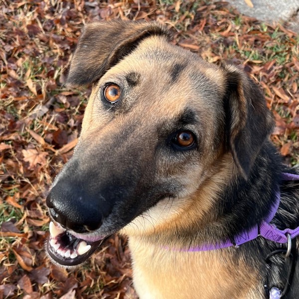 Cheyenne