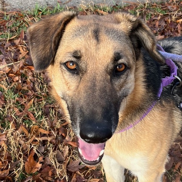 Cheyenne